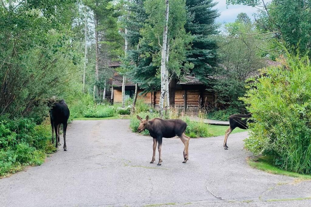 Aspen'S Cabin Уилсон Экстерьер фото